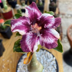 Rosa do Deserto Estrela Púrpura