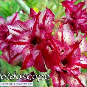 Rosa Do Deserto Kaleidoscope Orient Adenium