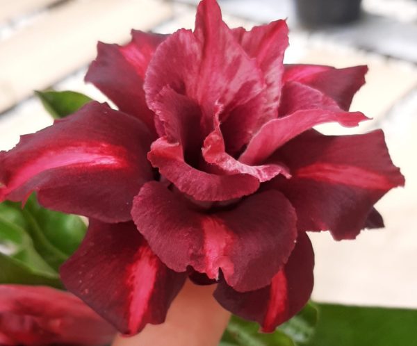 Rosa do Deserto Crimson Tide - Imagem 3