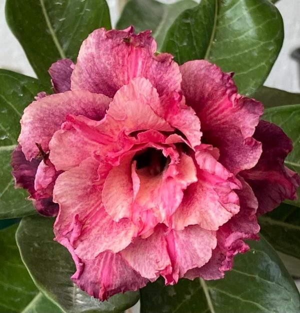 Rosa do Deserto Crimson Tide - Imagem 4