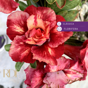 Rosa do Deserto Julius Cesar - RC76