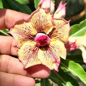 Rosa do Deserto Maria