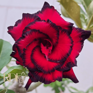 Rosa do Deserto Blue Dragon