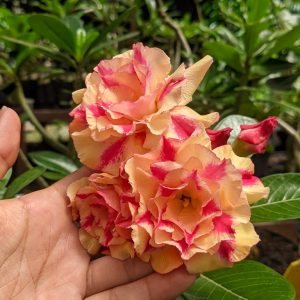 Rosa do Deserto Butterfly Dream (RC39)