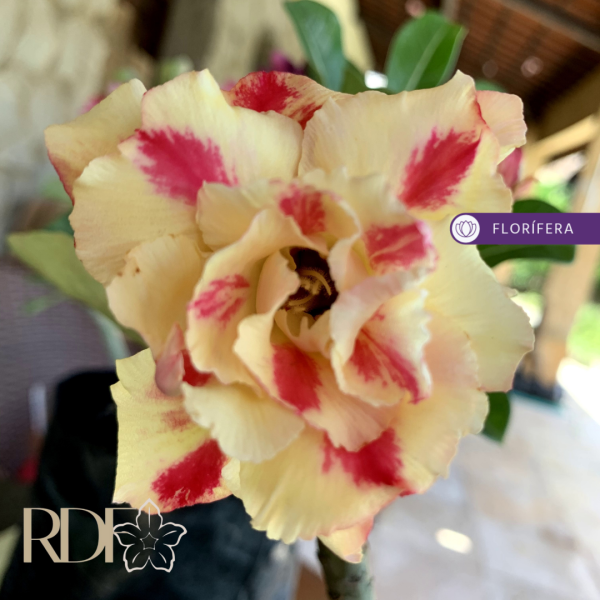 Rosa do Deserto Butterfly Dream (RC39) - Imagem 2