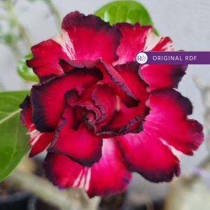 Rosa do Deserto Imperador