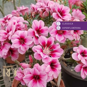 Rosa do Deserto Swallow