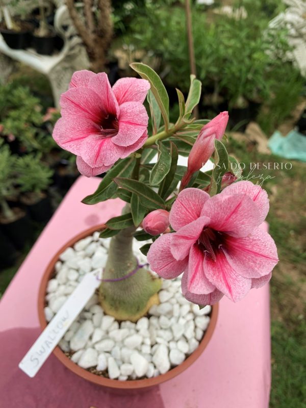 Rosa do Deserto Swallow - Imagem 2