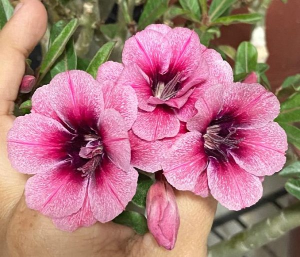 Rosa do Deserto Swallow - Imagem 3