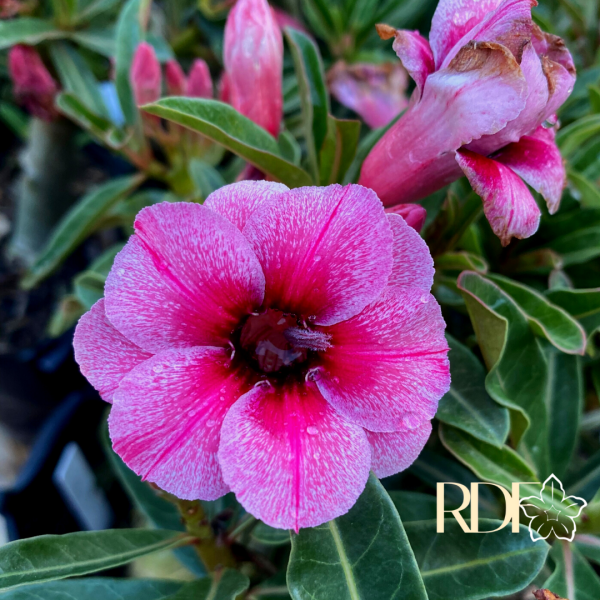 Rosa do Deserto Swallow - Imagem 4