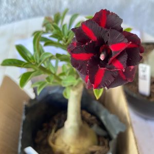 Rosa do Deserto Viuva Negra Dobrada