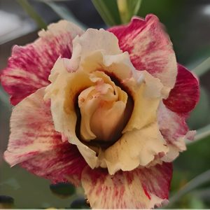 podadinha - Rosa Do Deserto Agata de Fogo