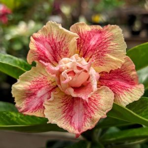 Rosa do Deserto Dream Catcher