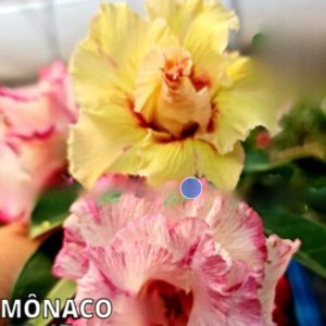 Rosa do Deserto Mônaco