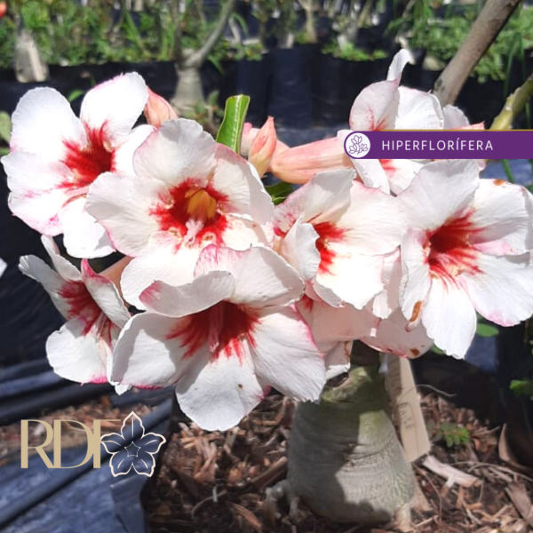 Rosa do Deserto Lucky White - NR-12