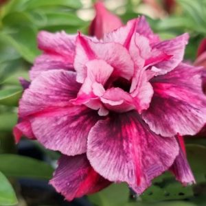 Rosa do Deserto Florent