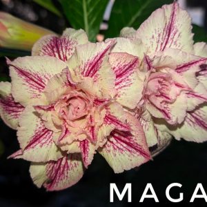 Rosa do Deserto Maga