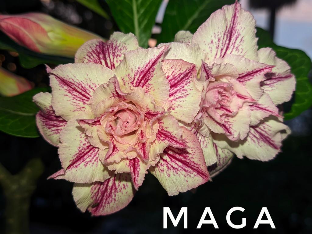 Rosa do Deserto Maga