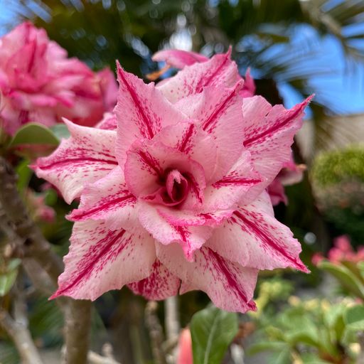 Rosa do Deserto Maga - Imagem 2