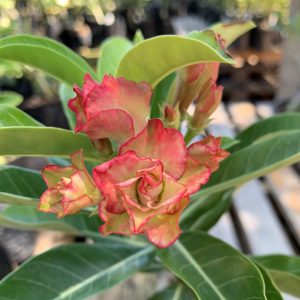 Rosa do Deserto Especialle