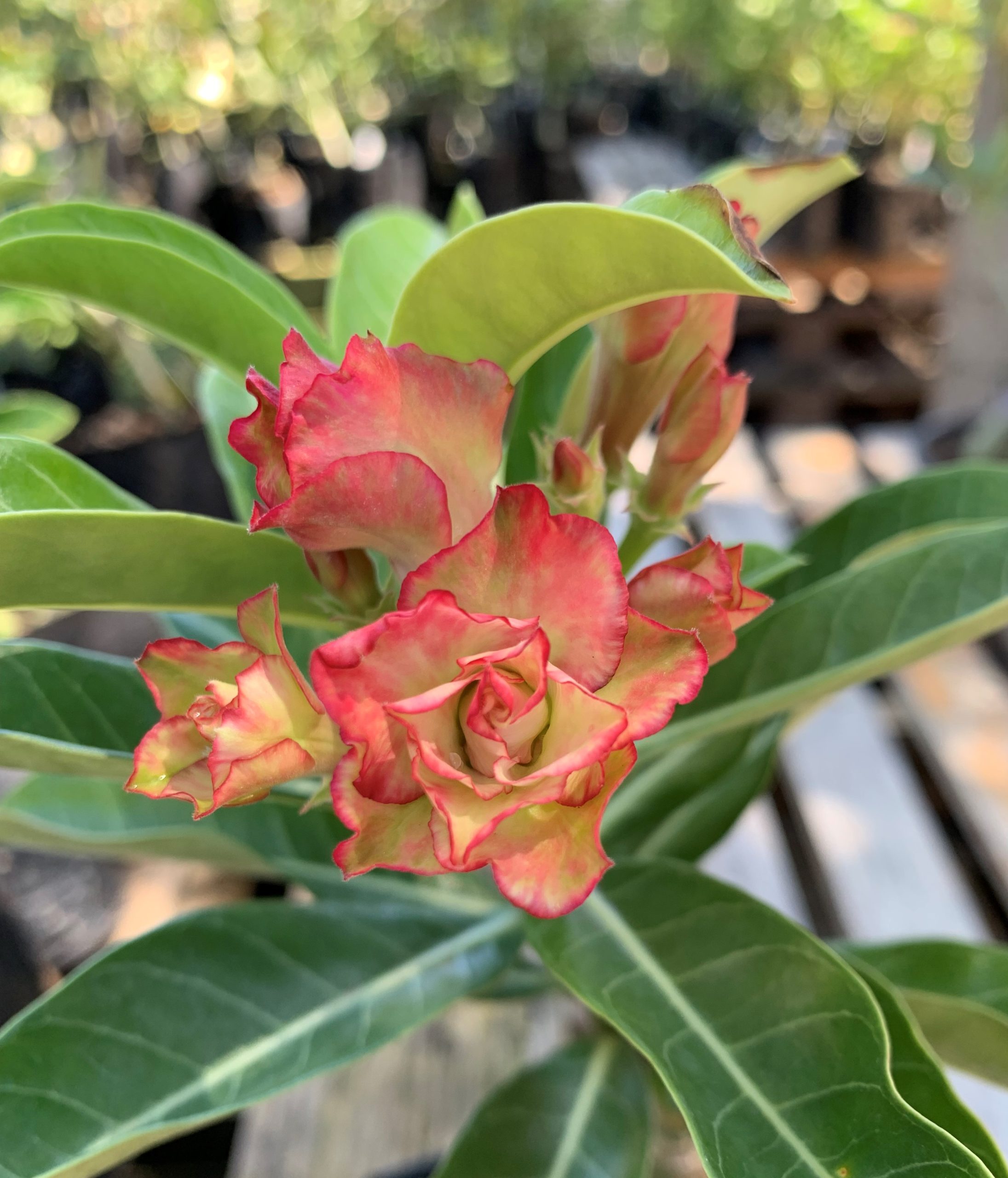 Rosa do Deserto Especialle