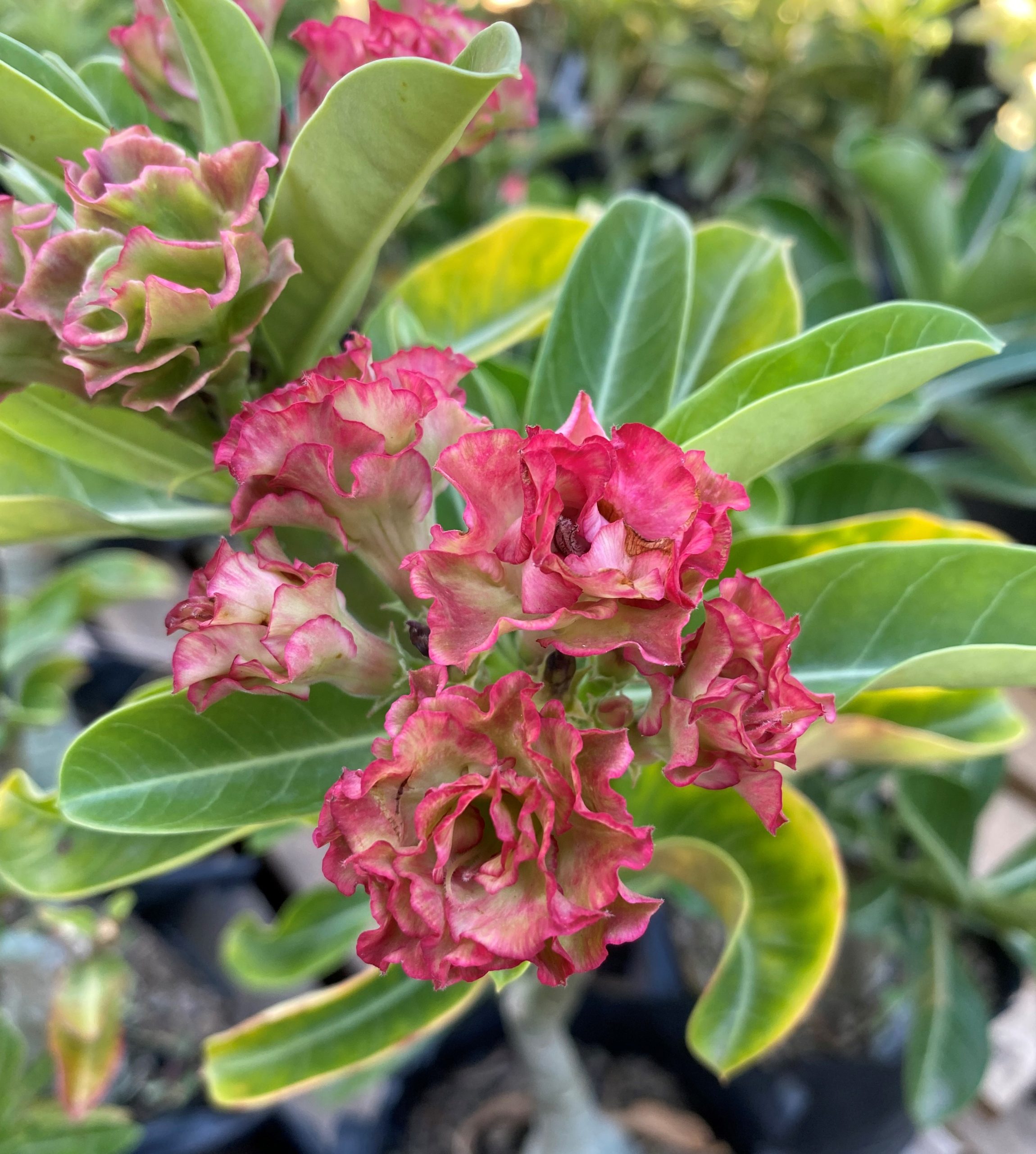 Rosa do Deserto Especialle - Imagem 2