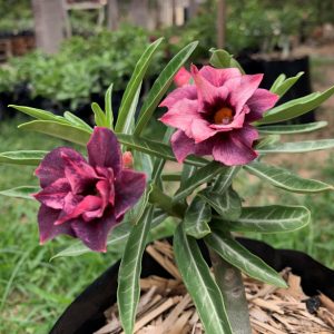 Rosa do Deserto Purple Storm