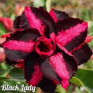 Rosa do Deserto Black Lady