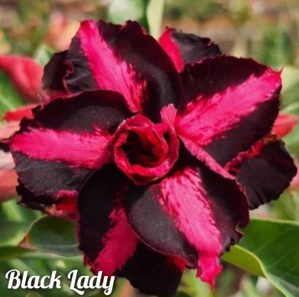Rosa do Deserto Black Lady