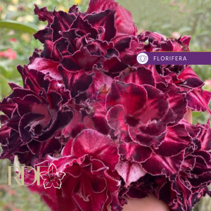 Rosa do Deserto Rihanna