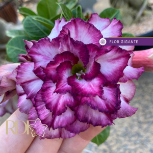 Rosa do Deserto Carnation 2