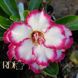 Rosa do Deserto Disney