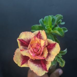 Rosa do Deserto Sarcenak