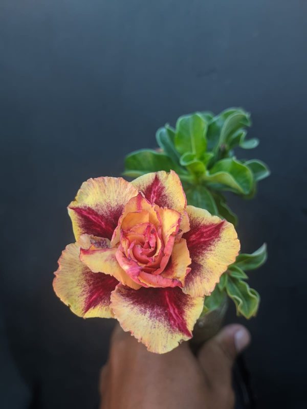 Rosa do Deserto Sarcenak
