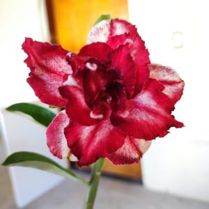 Rosa do Deserto Rubelita