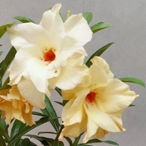 Rosa do Deserto FD Amaya