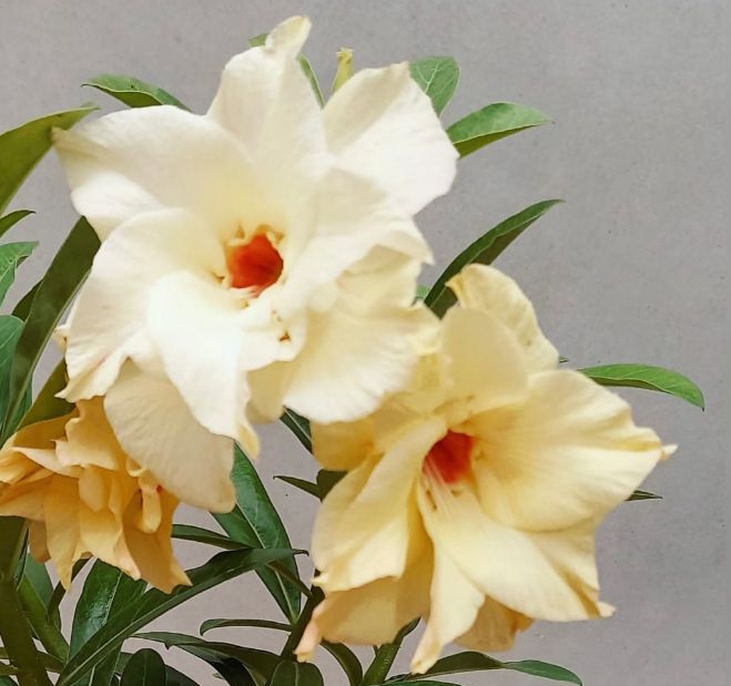 Rosa do Deserto FD Amaya