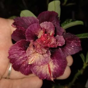 Rosa do Deserto Respect