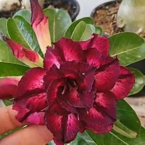 Rosa do Deserto LM50