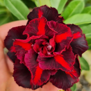 Rosa do Deserto Volcano