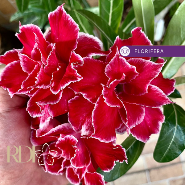 Rosa do Deserto Red Cloak