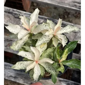 Rosa do Deserto Variegata Ice