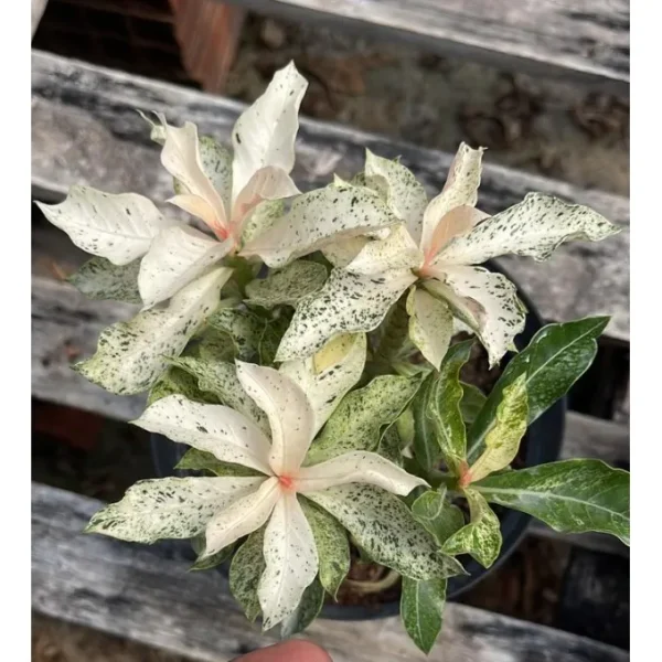 Rosa do Deserto Variegata Ice