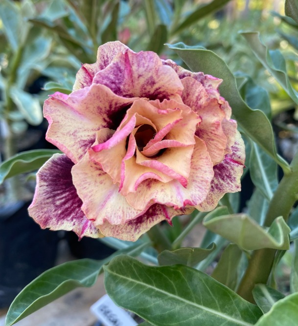 Rosa do Deserto Golden Faith