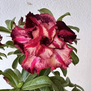 Rosa do Deserto Samba