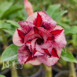 Rosa do Deserto CN20