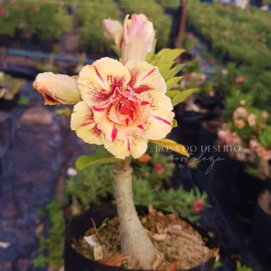 Rosa do Deserto Triple Wish