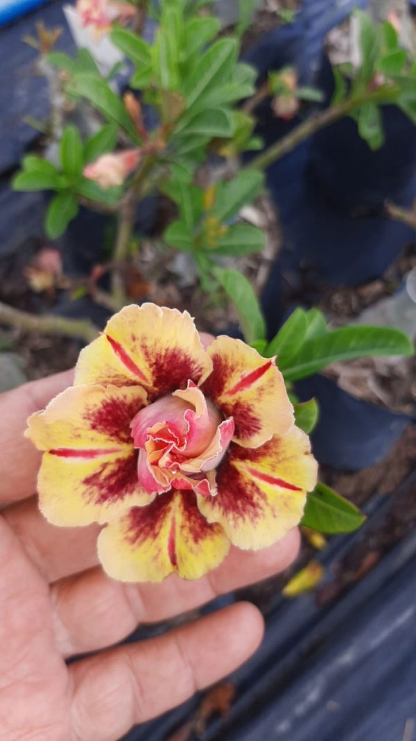 Rosa do Deserto Triple Wish - Imagem 2