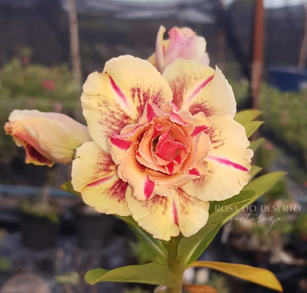 Rosa do Deserto Triple Wish - Imagem 3