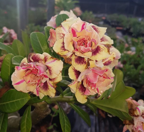 Rosa do Deserto Triple Wish - Imagem 4